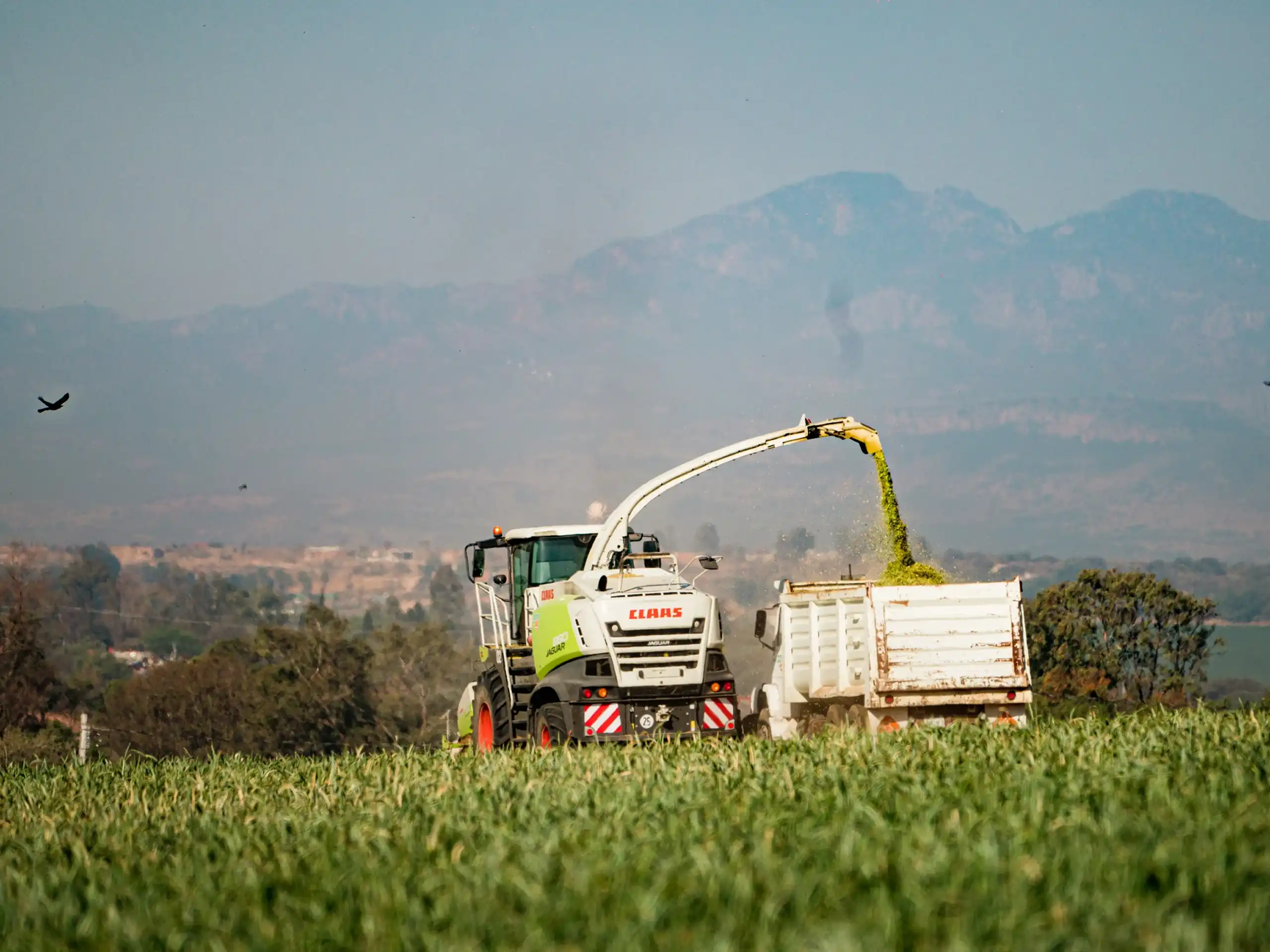 Nueva cosecha de maíz Agro AG: orgullo del campo mexicano